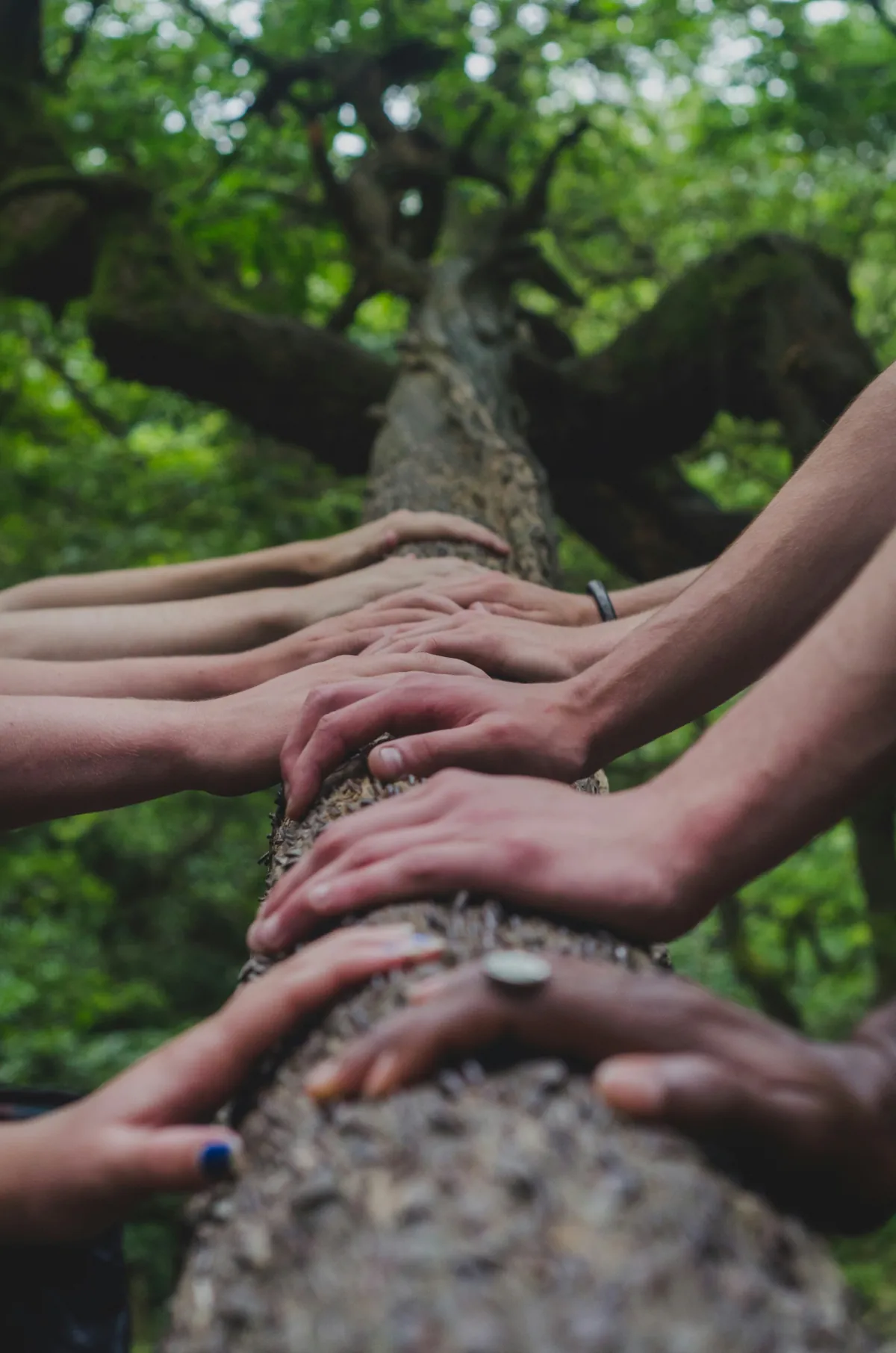 Diverse group of people placing their hands together on a tree trunk in nature, symbolising unity, connection and healing in outdoor therapy in Denmark